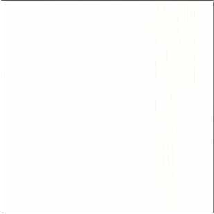 Белый кипарис